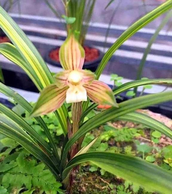 蘭遊園 九華『江南新極品』7本立 中国春蘭 春蘭 寒蘭 中国蘭 富貴蘭 蘭遊園 中国春蘭九華『大一品』7本立花芽2本付 春蘭 寒蘭